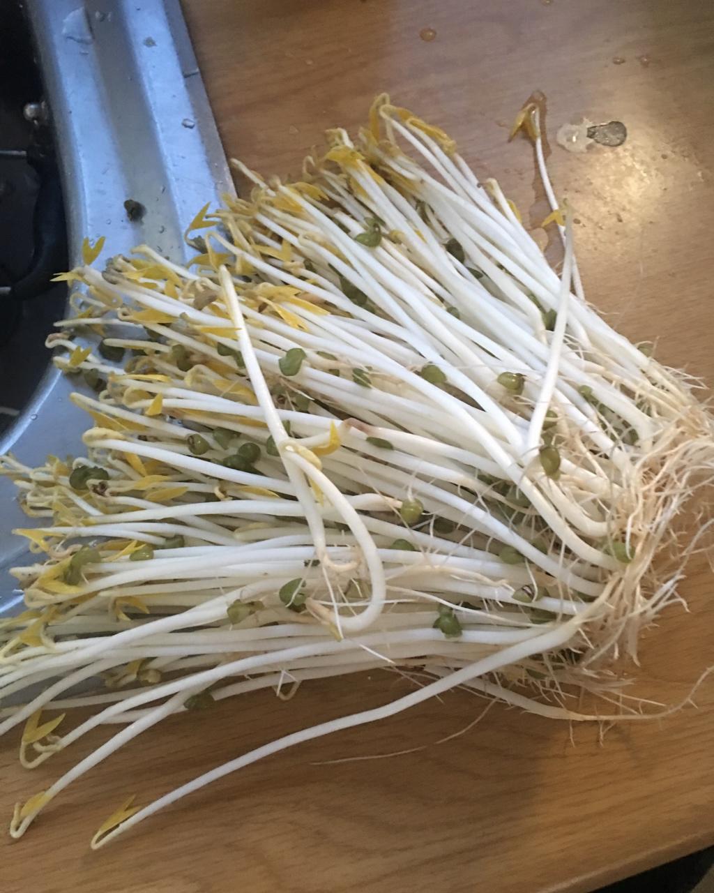 自发豆芽（可乐瓶发豆芽0失败！）