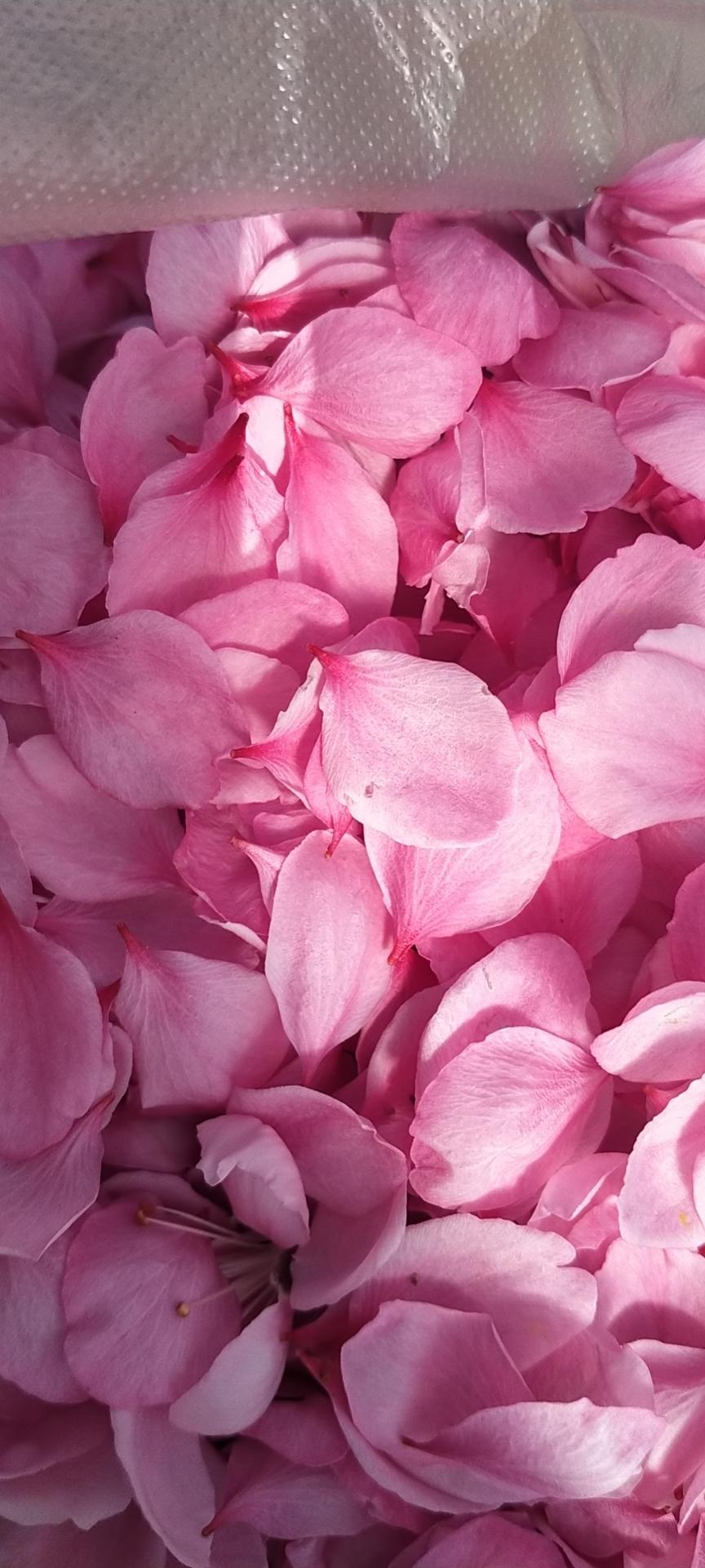 桃花酒的做法步骤图 桃花酒怎么做好吃 邓仁艳 下厨房