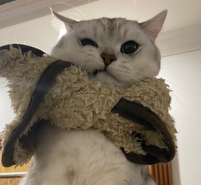 烹饪猫