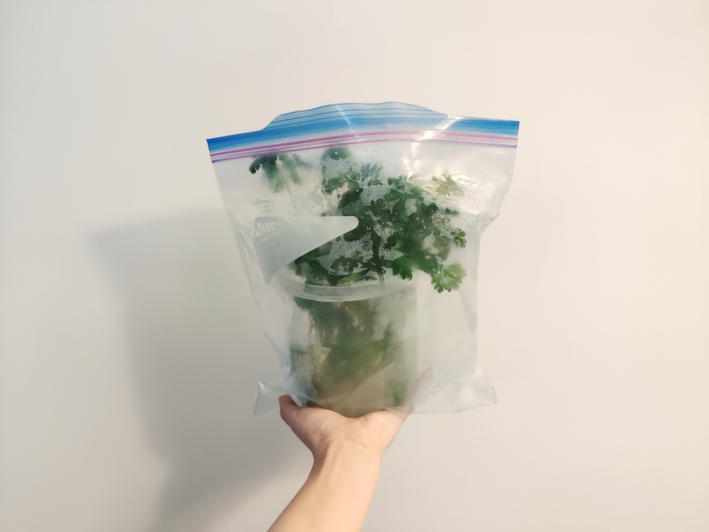 香菜保存方法：放冰箱养