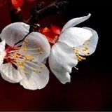 芥末开门