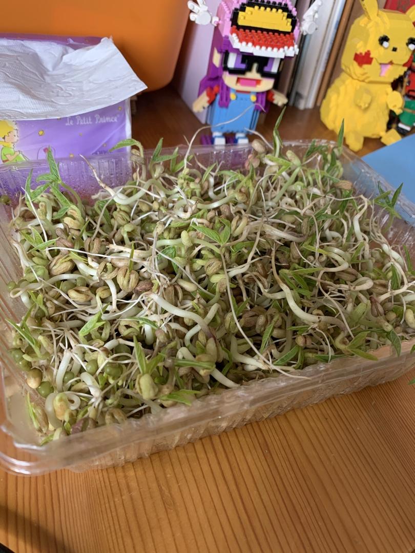 自发豆芽（可乐瓶发豆芽0失败！）