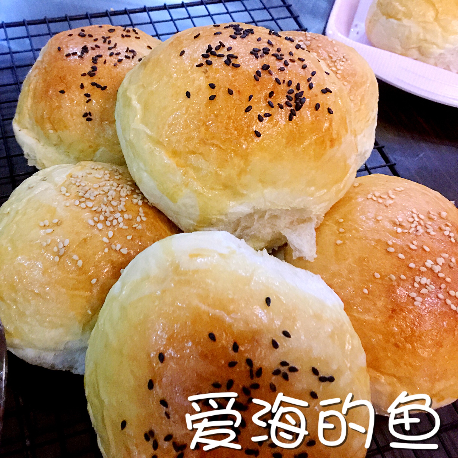 汉堡胚（中种法）