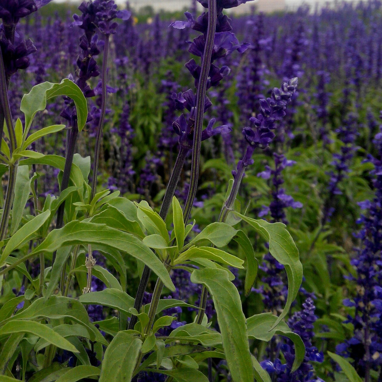 手机用户8056_d41a