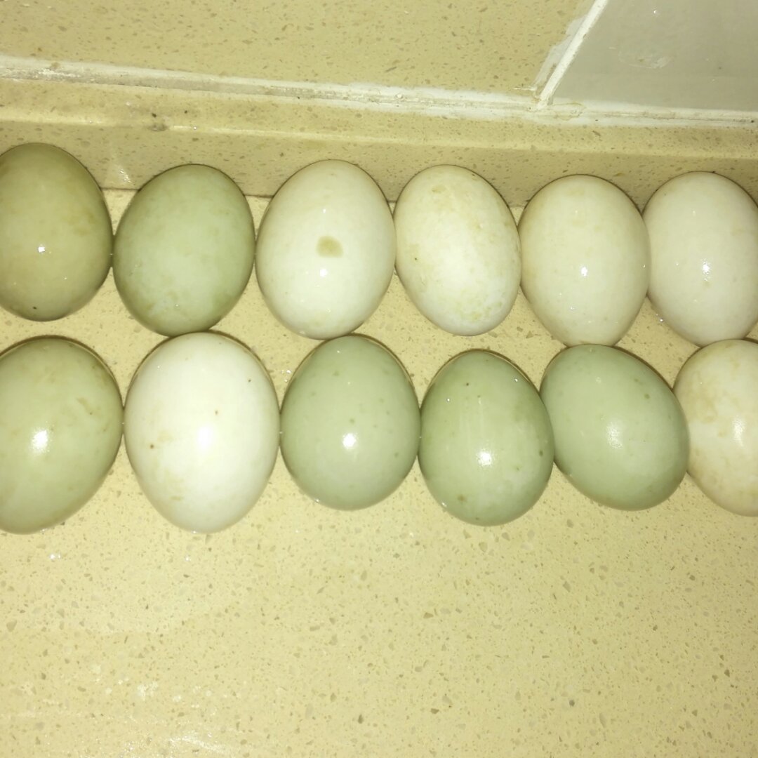 自制咸蛋： 100%出油起沙的咸蛋