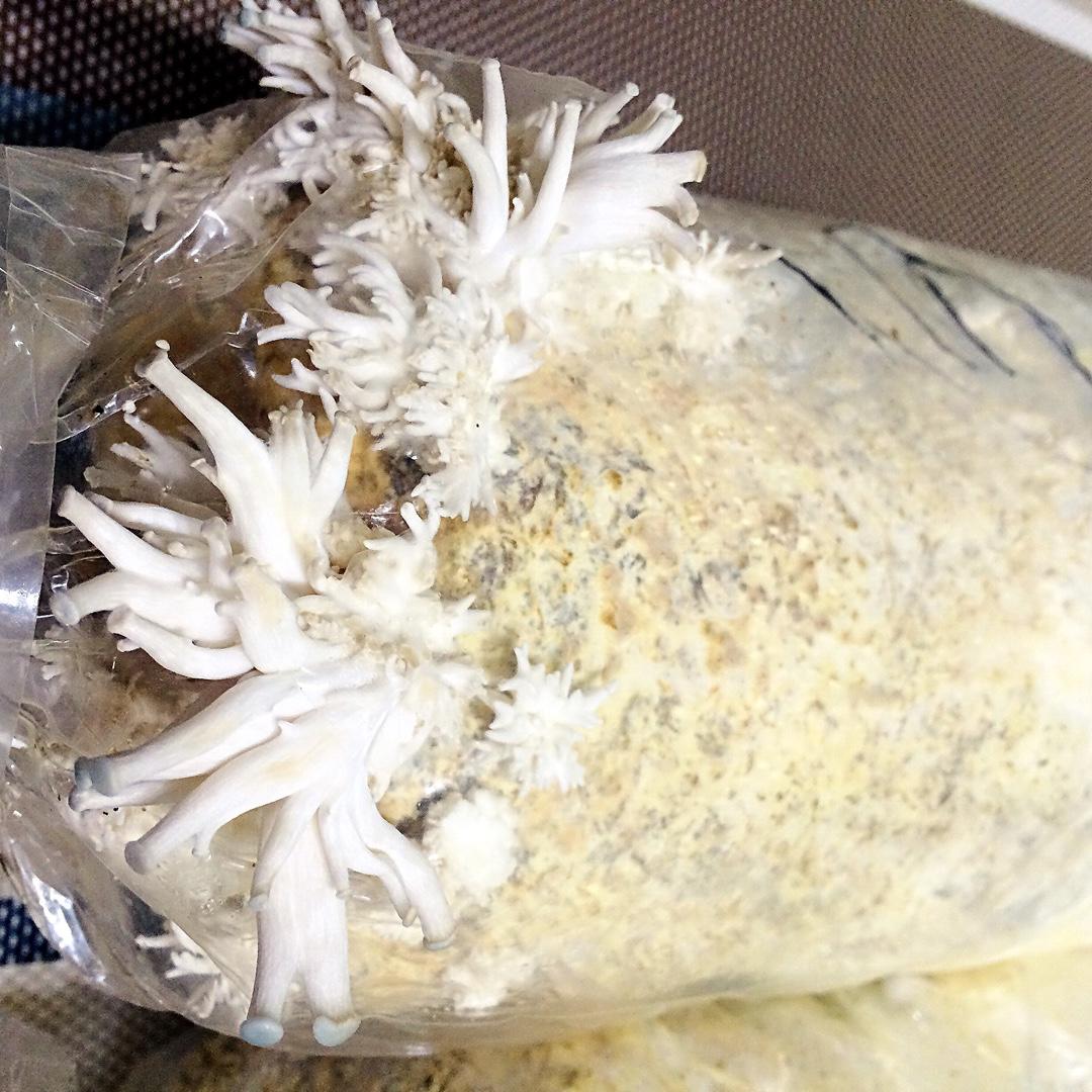 种蘑菇的小姑娘