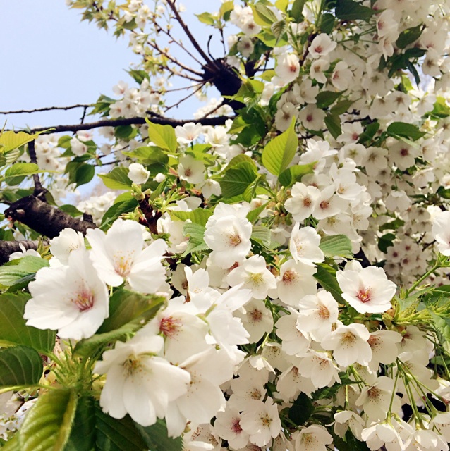 花花草草小物什