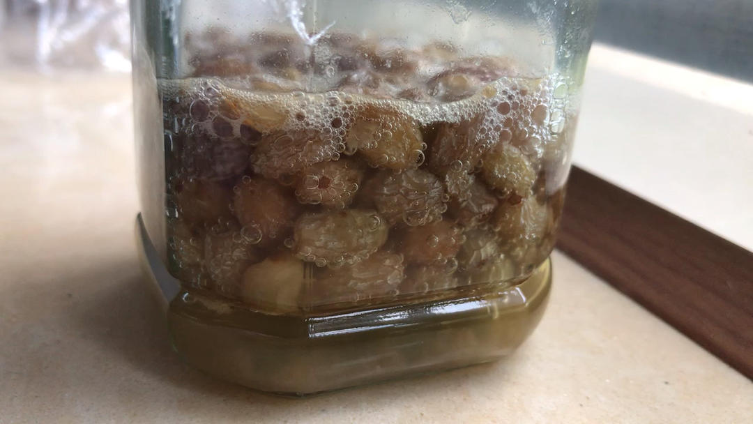 我的天然酵母养成记（葡萄菌种）