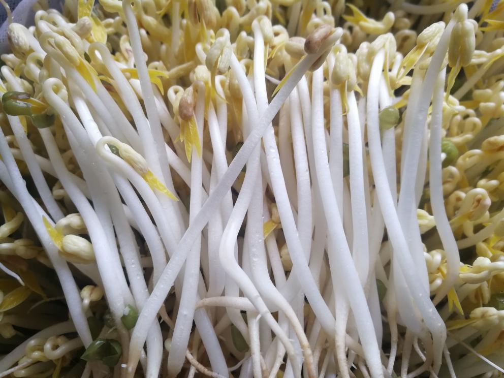 自发豆芽👉👉不用豆芽机版且附操作视频