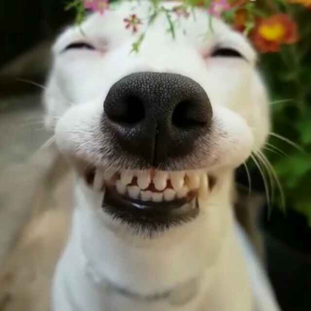 皮蛋瘦肉周周啊