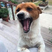 爱吃面包的滴滴