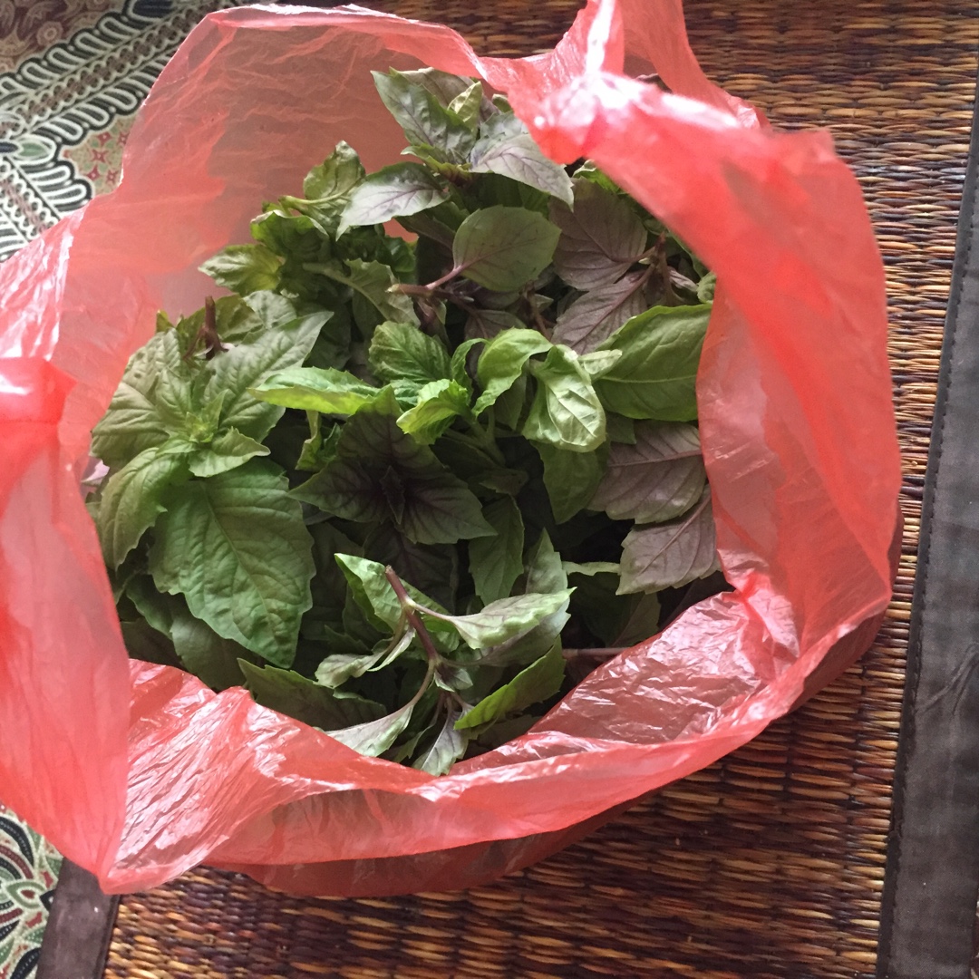 Lisa 香草種植記