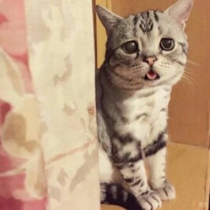 三猫猫爱吃肉