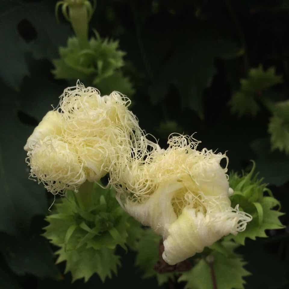 桫椤1979