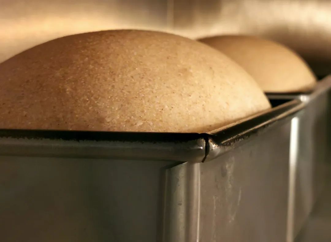 这是颠覆性的口感，北国之香全麦面包的做法 步骤6
