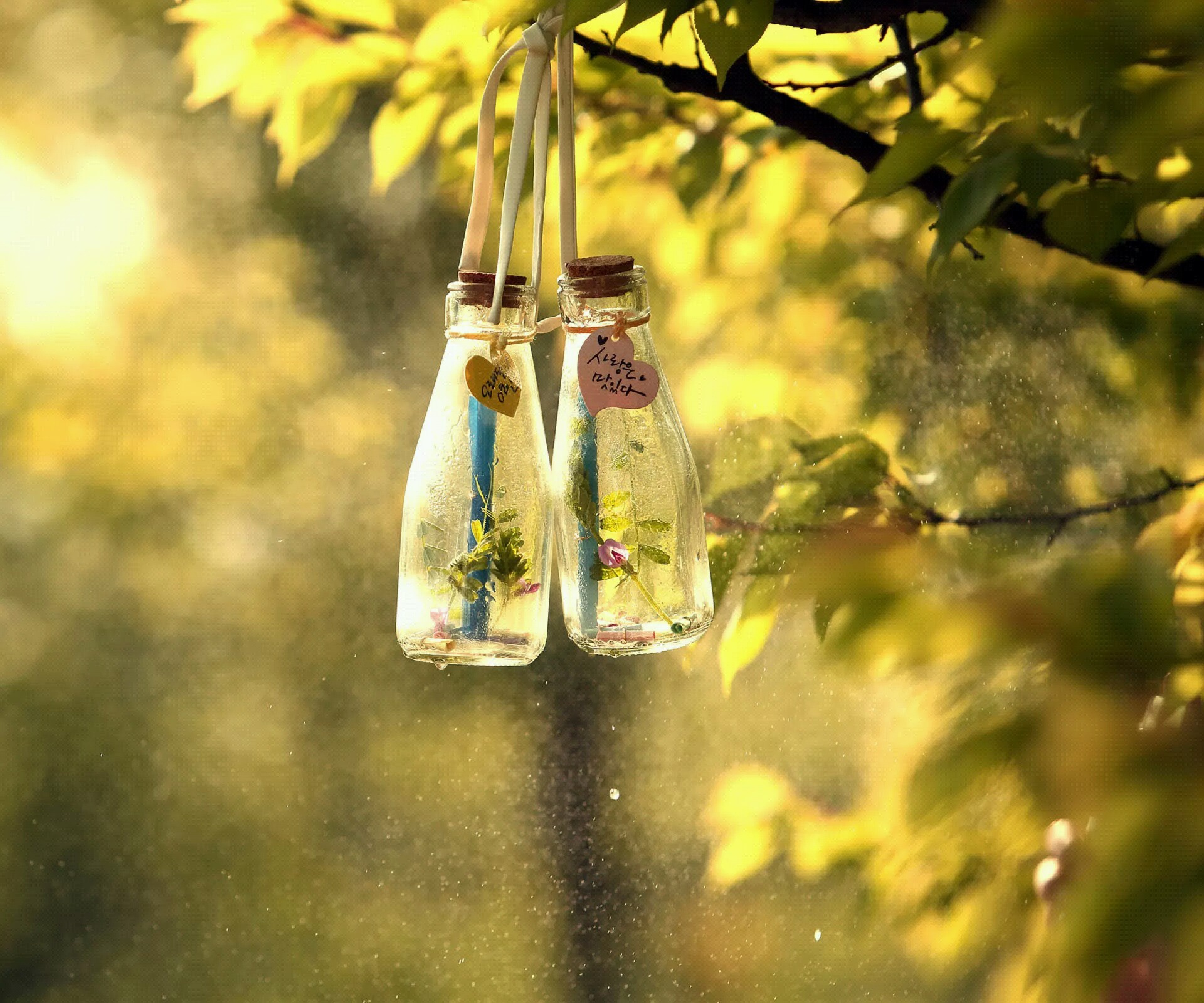 ✿  Morning