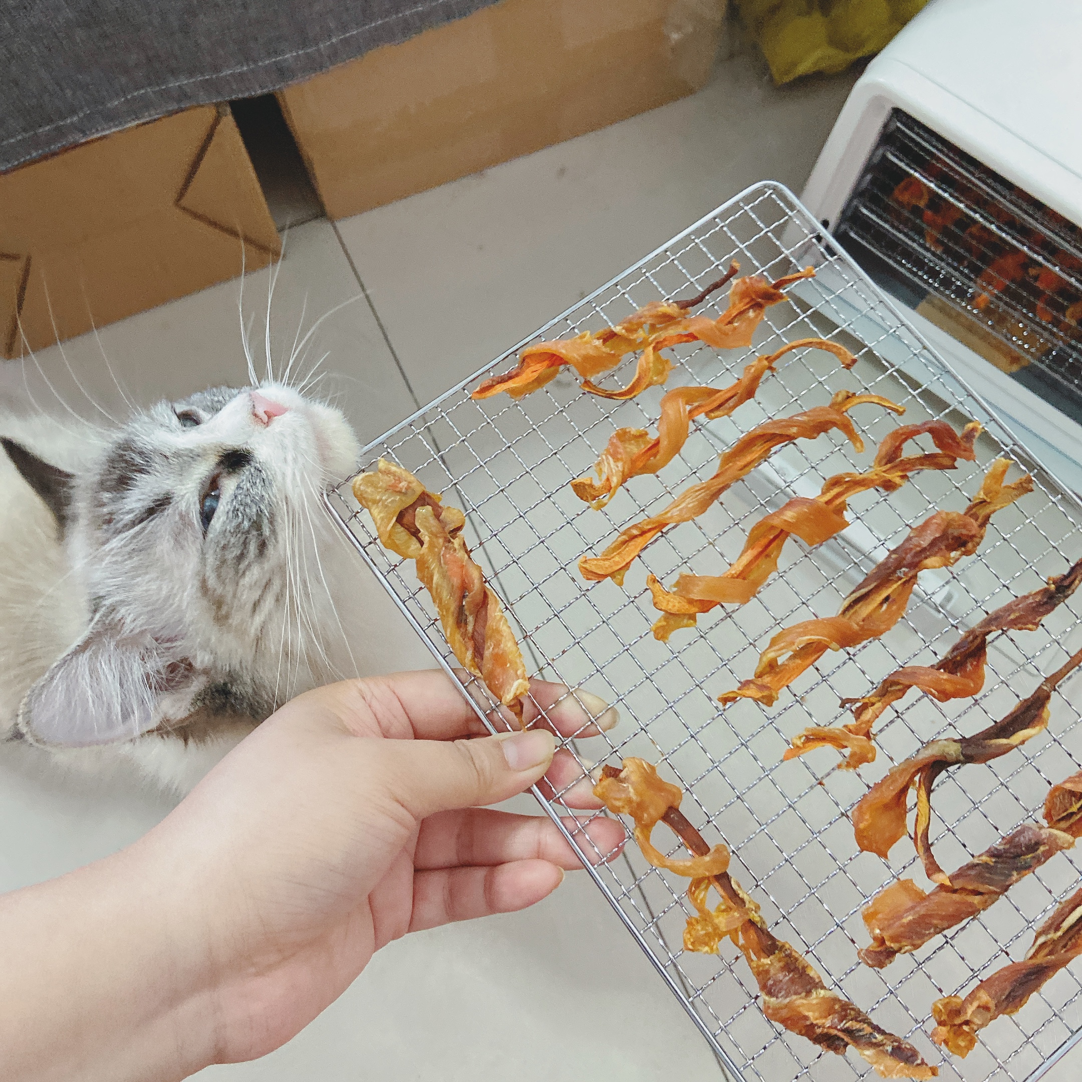 猫零食｜鸡胸肉干（烘干机版）的做法 步骤13