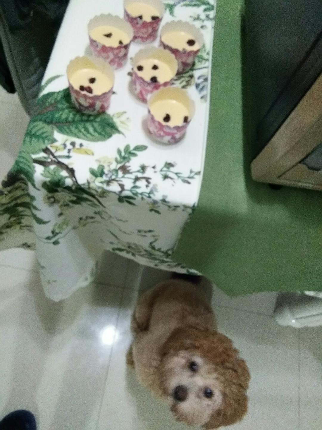 不会回缩的纸杯蛋糕--海氏烤箱定制