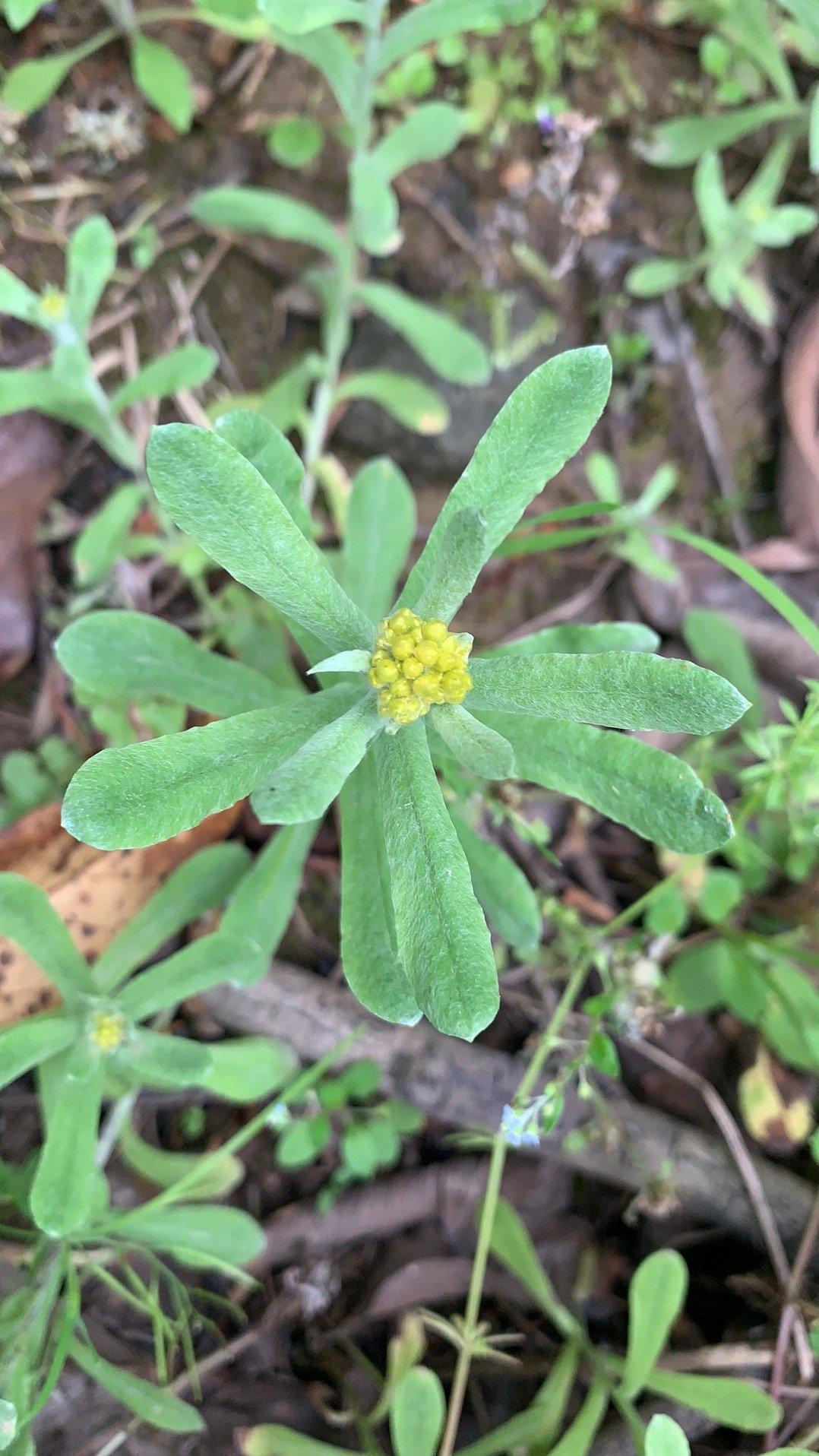 清明果(鼠曲草)的全部作品