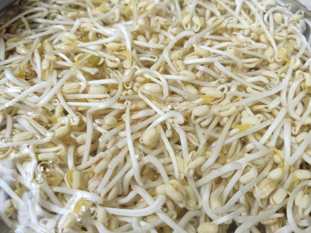 绿豆芽（自发）