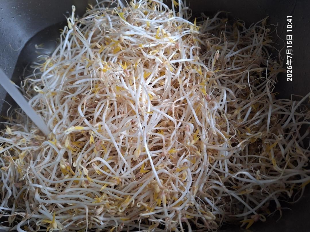 豆芽盒发绿豆芽