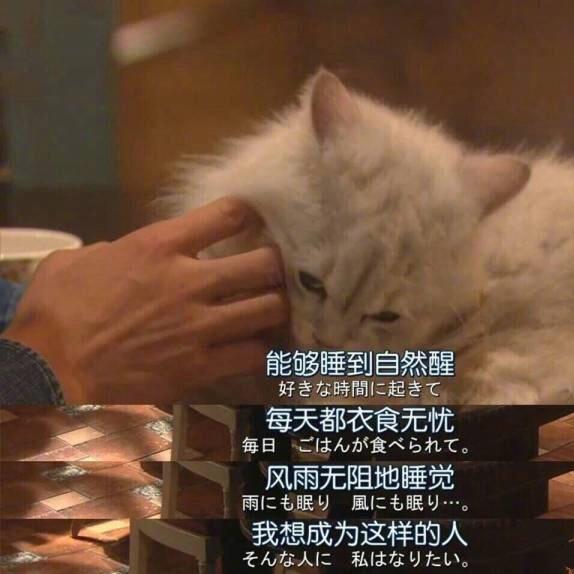 小毛驴骑驴驴