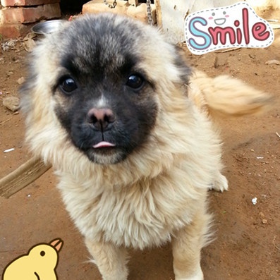 一片叶子都吃不下了