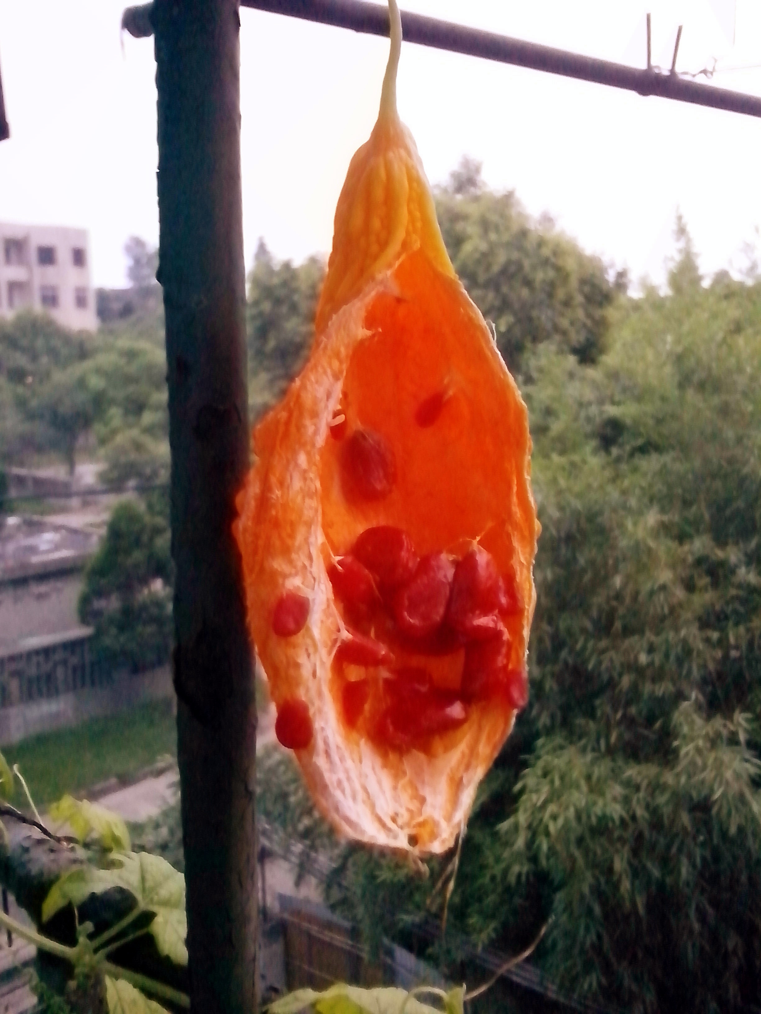 我的阳台我做主.我的名字叫小煮.
