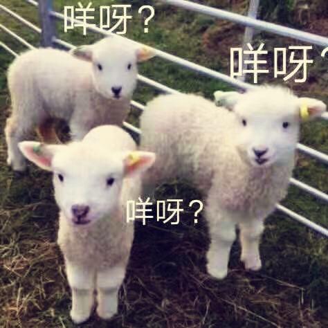 减肥中的羊