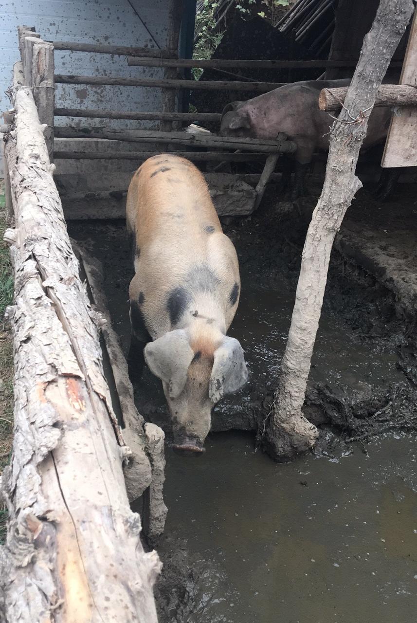 一周不重复早餐