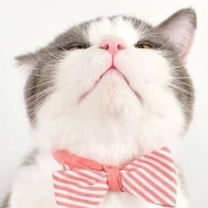 暴走de猫猫