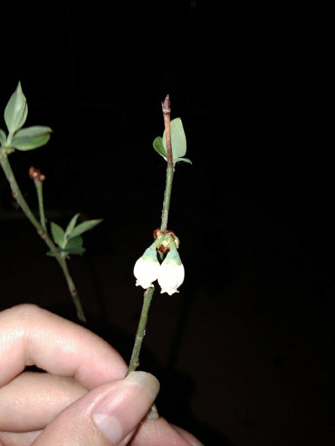 一口就爆浆的卡士达酥皮泡芙