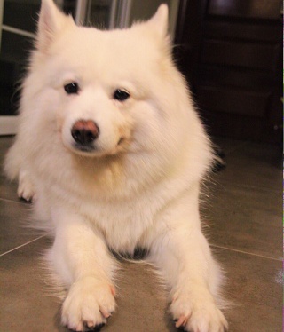 Arki_尹小蛇