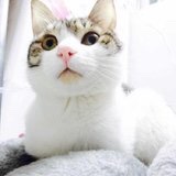 甜心大喵