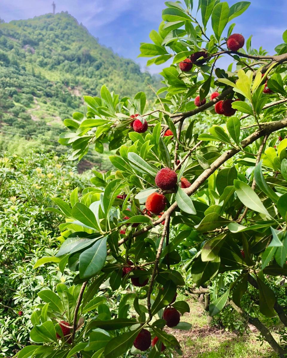 冰镇杨梅汤