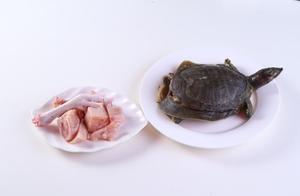 林志鹏自动烹饪锅烹制滋补甲鱼汤-捷赛私房菜的做法 步骤1