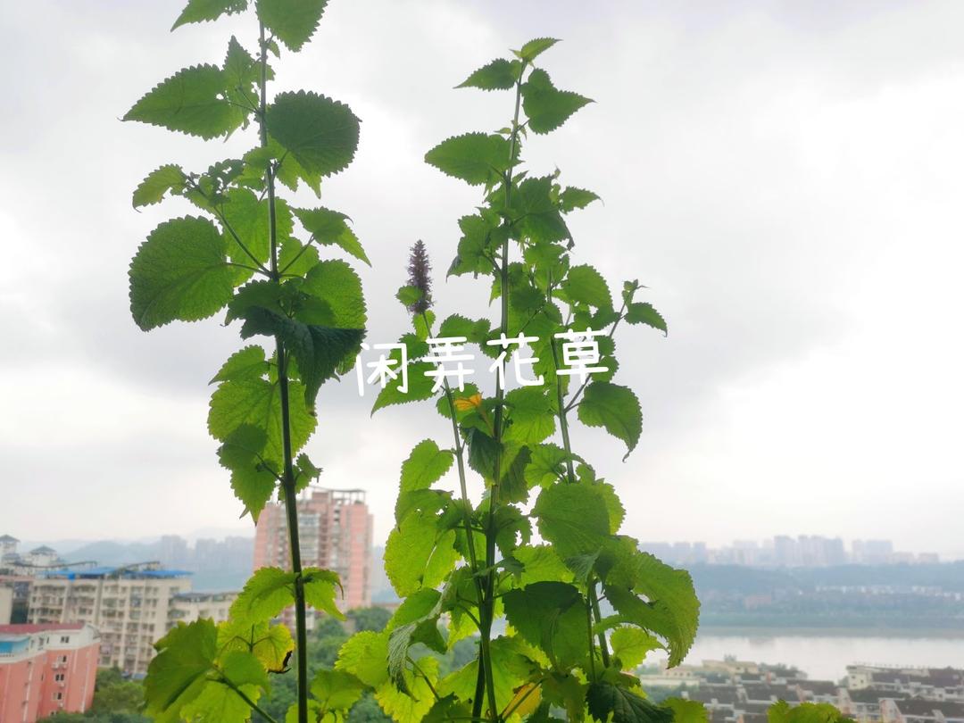 小河帮的葱葱鲫鱼