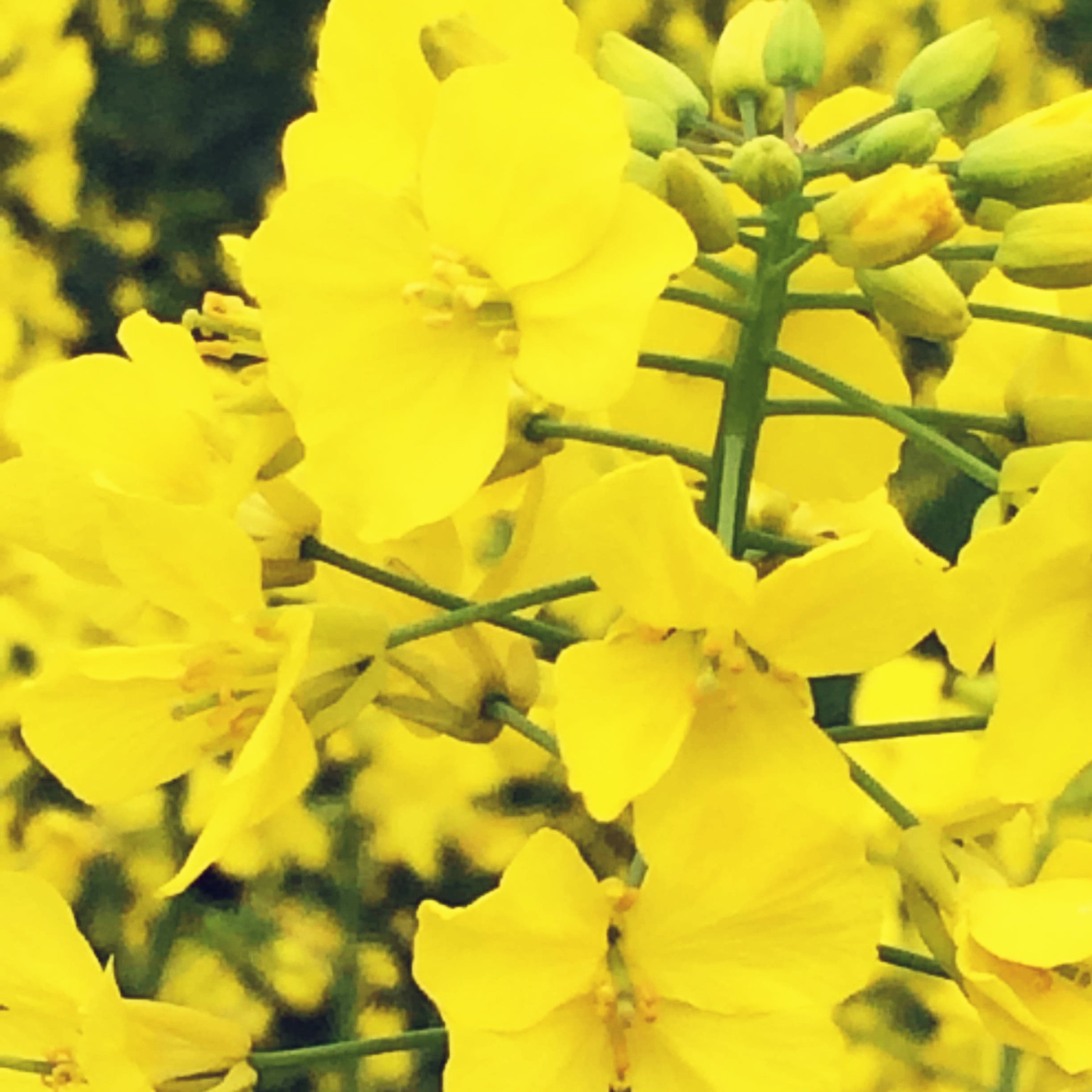 天蓝蓝白云朵朵飘