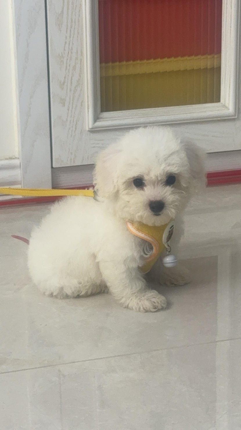 甜甜圈家的雪糕