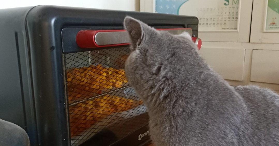 DIY超有爱超简单自制猫粮