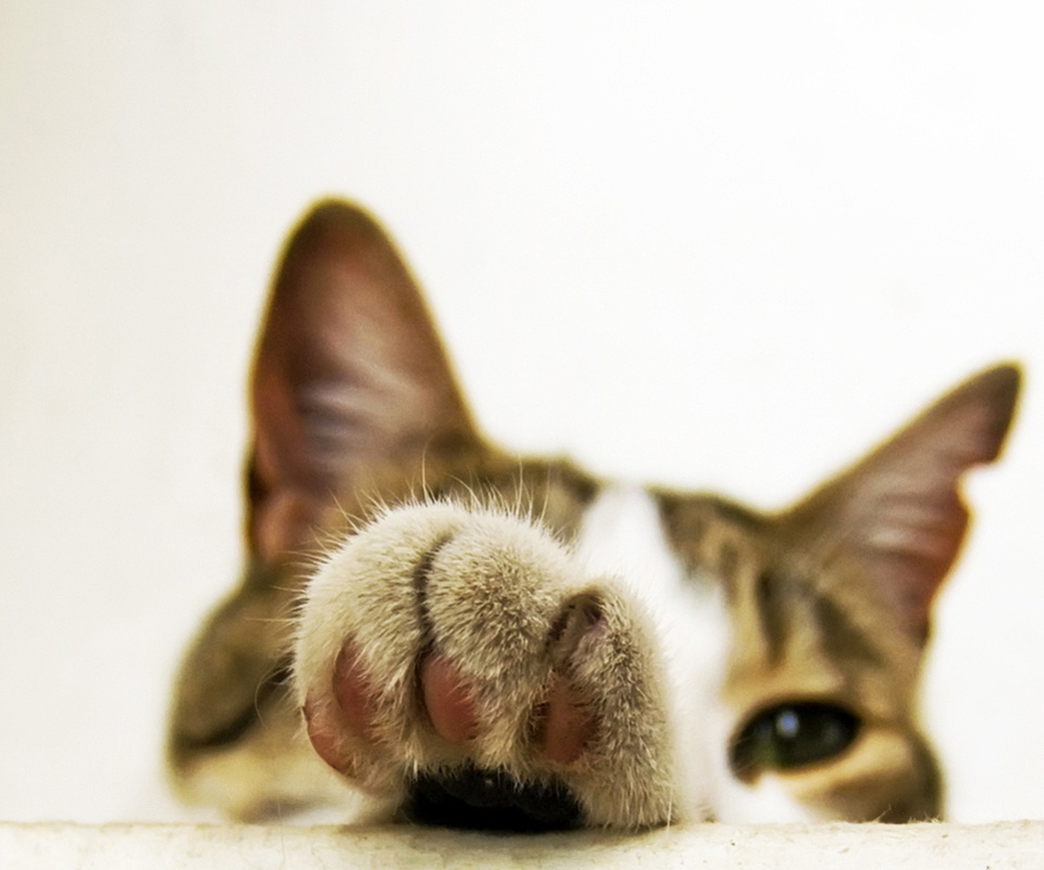 特立独行的猪喜相逢