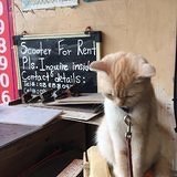 喵呜Meoww