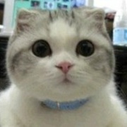 一只心宽体胖的猫