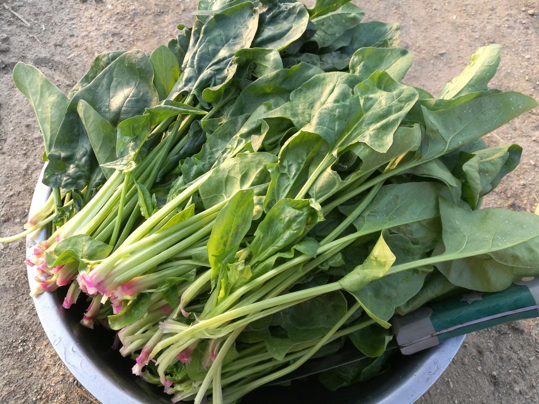 简易下饭清香的清炒辣椒菠菜