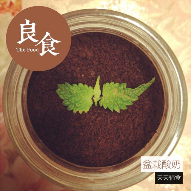 酸奶盆栽/继续延续小清新风/治愈系甜品