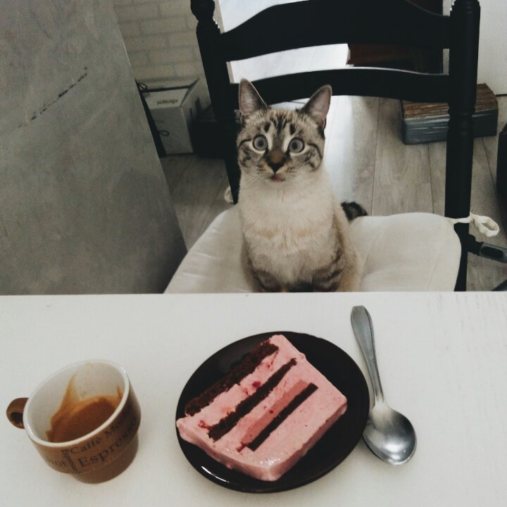 圣诞树根