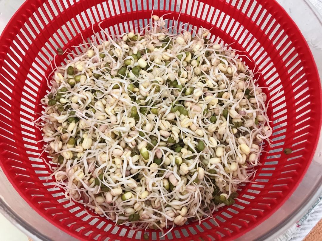 自发豆芽（可乐瓶发豆芽0失败！）