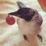 黑胡椒蔬菜小狂魔