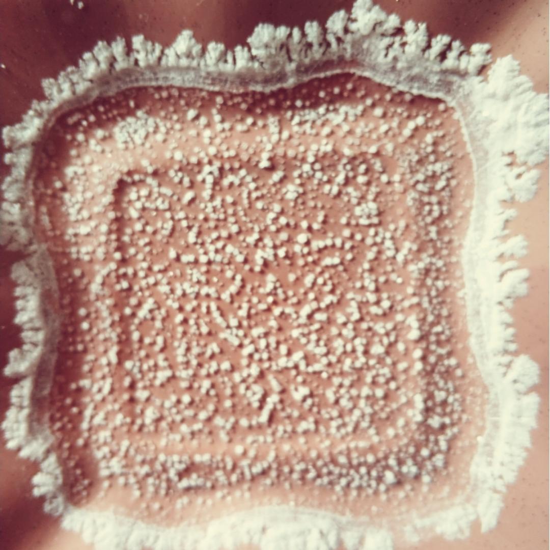 木瓜树