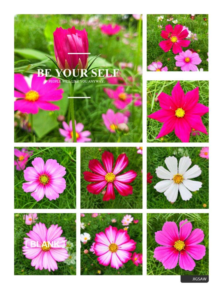 那些花儿<记录篇>